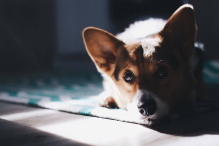 dog_laying _on_carpet.jpeg