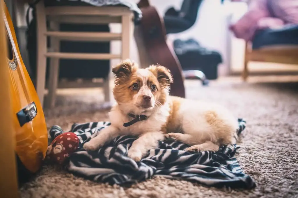 small_dog_on_carpet.jpeg