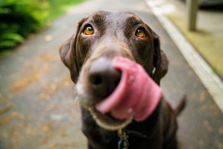 brown_labrador_waiting_for_jicama.jpeg