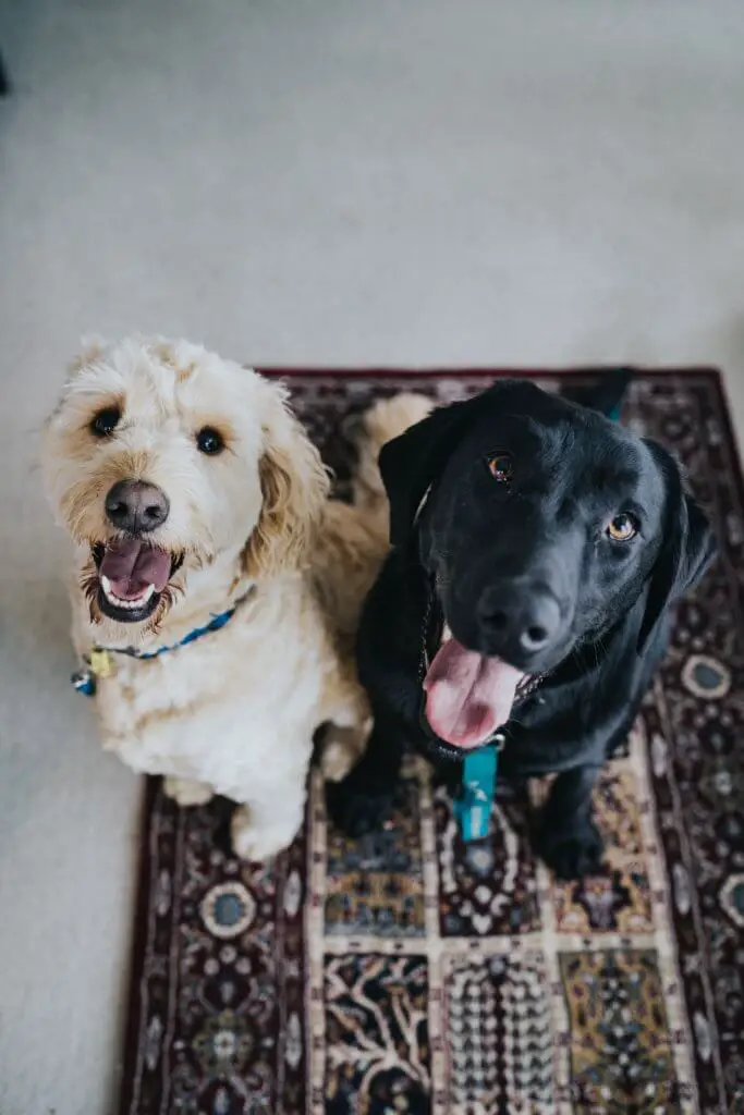 two_dogs_sitting_on_carpet.jpeg