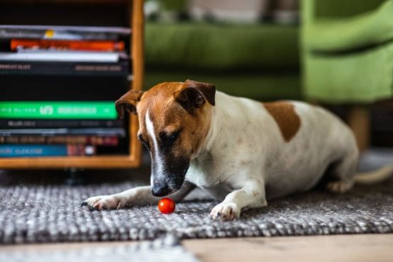 dog_playing_on_carpet.jpeg