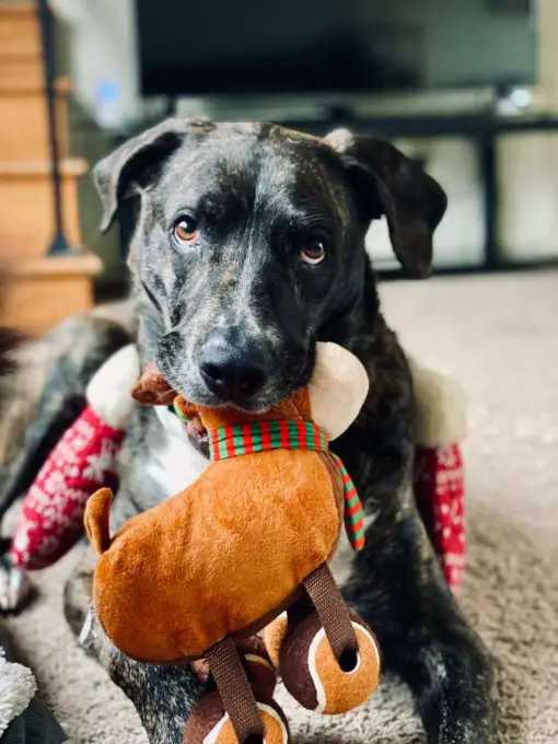 dog_with_toy.jpeg