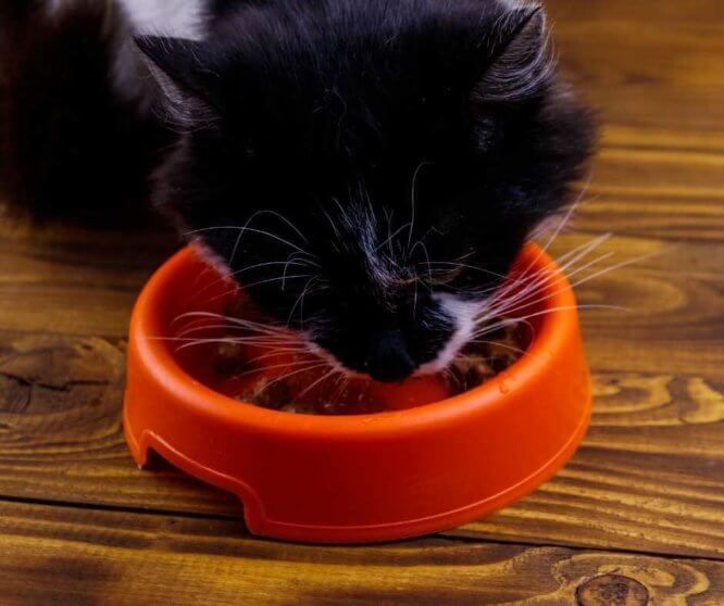 cat_eating_food.jpeg