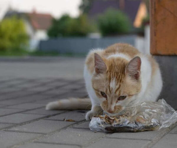 cat_eating_chicken_bones_from_plastic_bag.jpeg