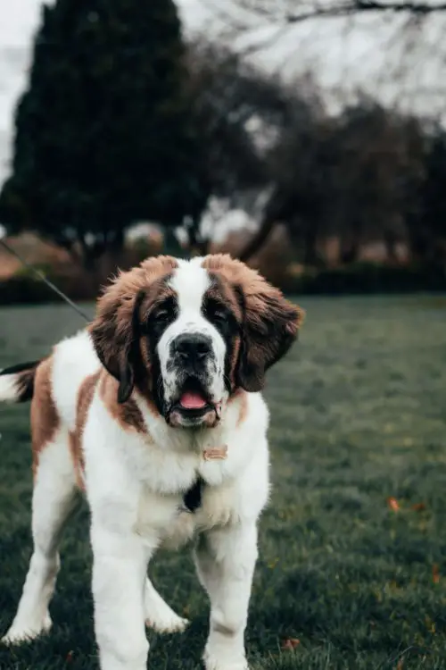 saint_bernard_puppy.jpeg