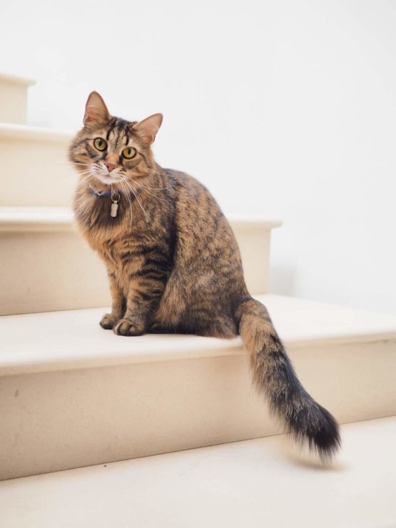 cat_sitting_on_stairs.jpeg