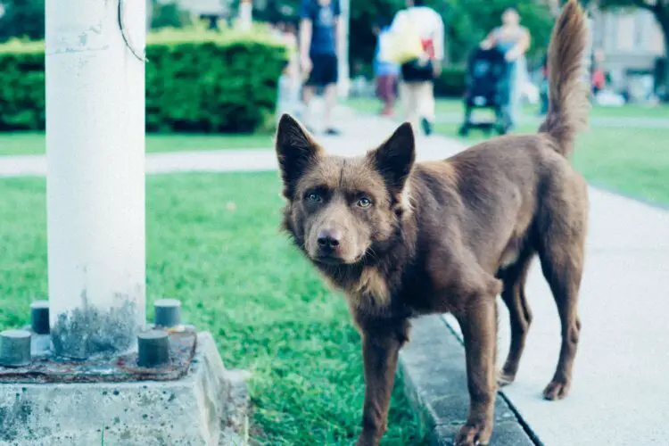 brown_dog_on_grass.jpeg