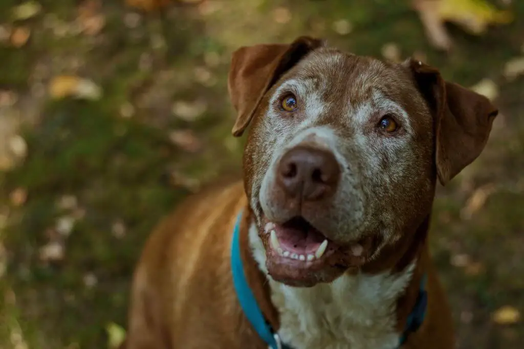 senior_pitbull.jpeg