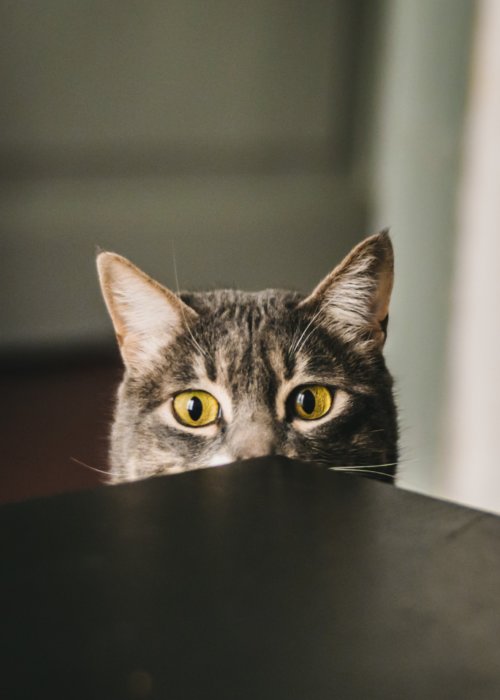 cat_behind_table.jpeg