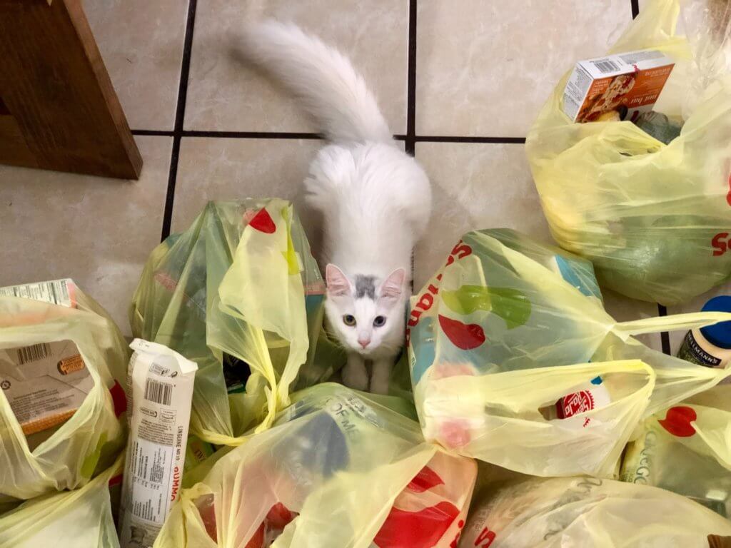 cat_around_plastic_bags.jpeg