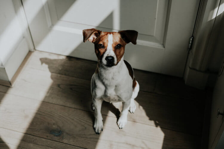 dog_near_door_waiting.jpeg