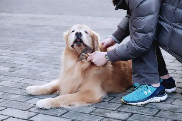 owner_brushing_golden_retriever.jpeg