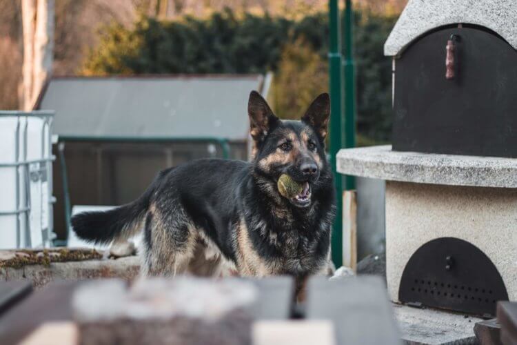 Best Dog Toys for German Shepherds in 2021(Review &Buyer Guide)