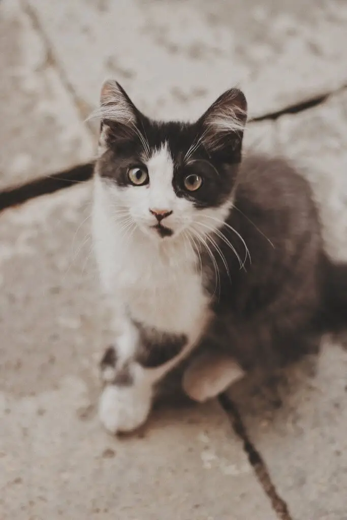 cat_waiting_for_food.jpeg