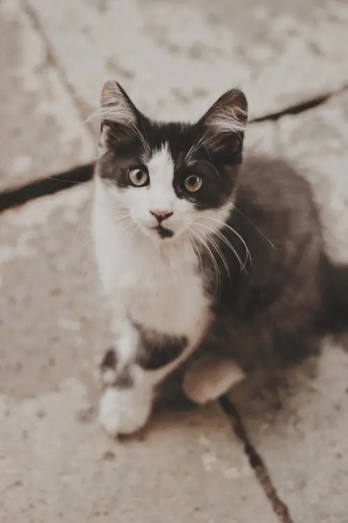 cat_waiting_for_food.jpeg