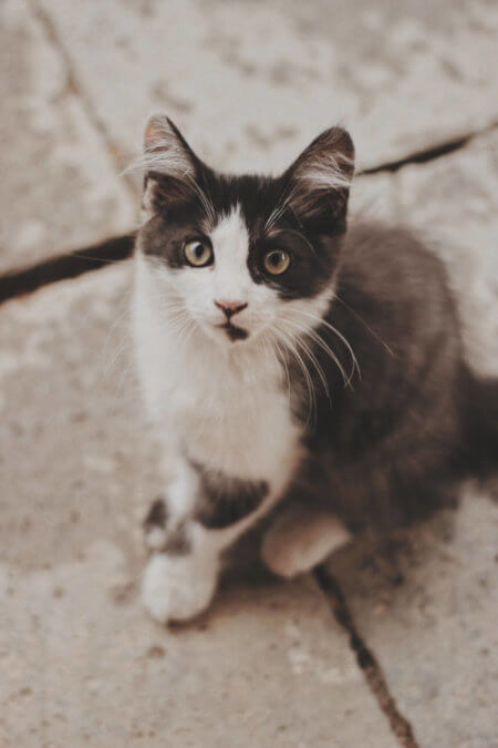 cat_waiting_for_food.jpeg