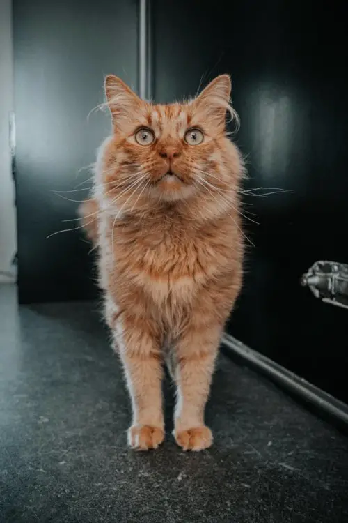 orange_cat_standing.jpeg