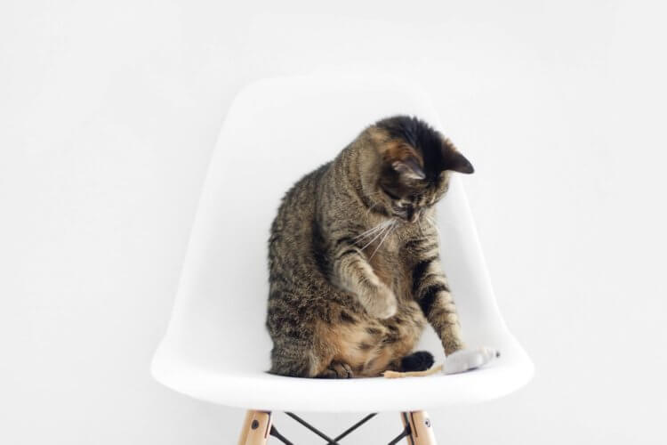 cat_sitting_on_modern_plastic_chair.jpeg