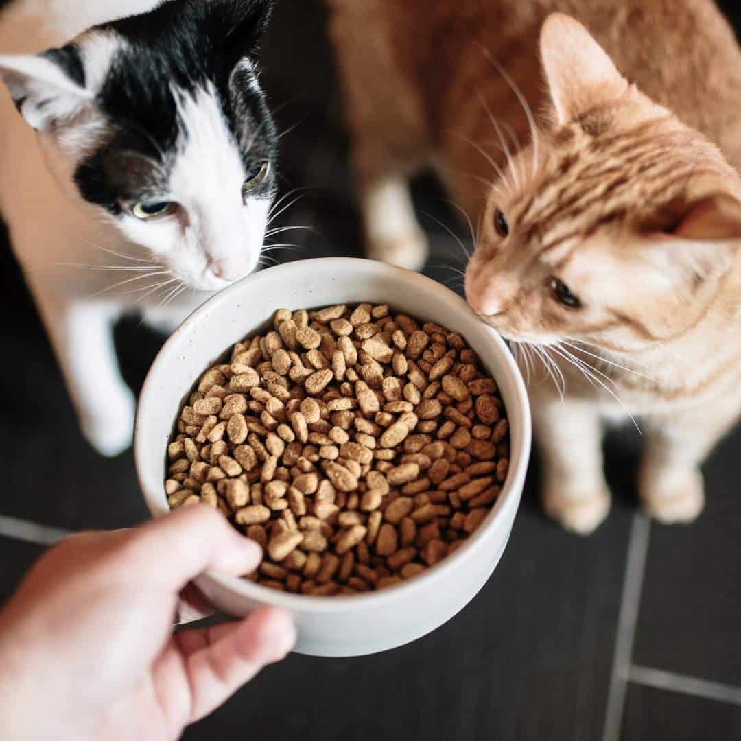 two_cats_smelling_food.jpeg