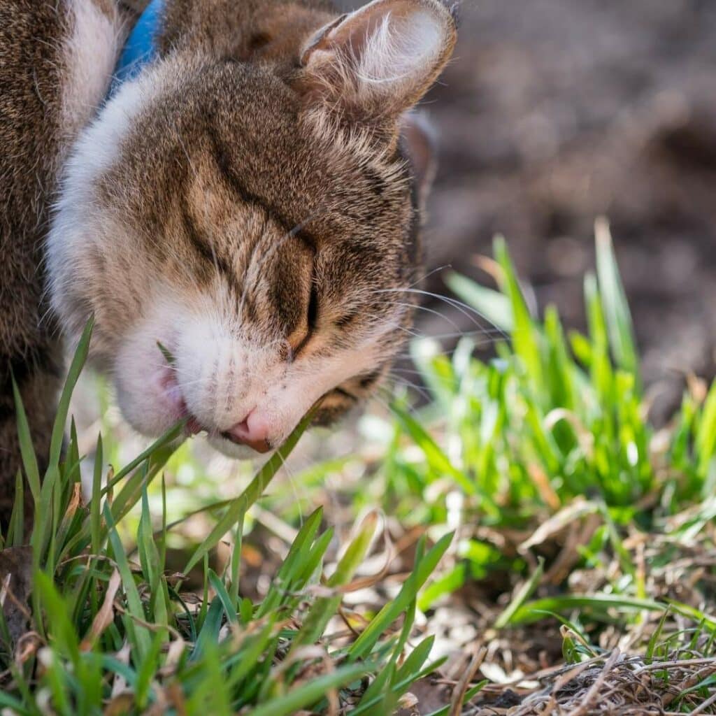 cat_eating_grass_in_yard.jpeg