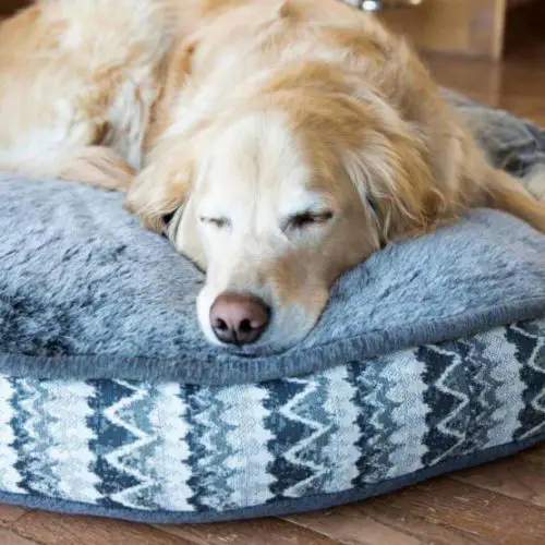 golden_retriever_on_dog_bed.jpeg