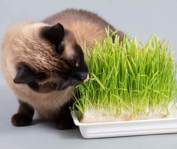 cat_licking_grass.jpeg