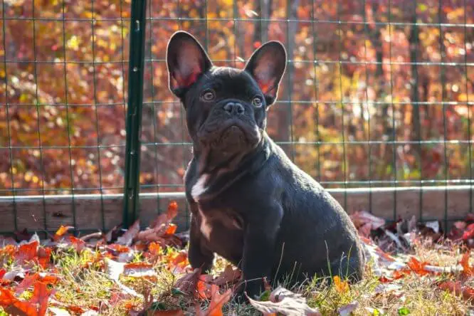 french_bulldog_in_yard.jpeg