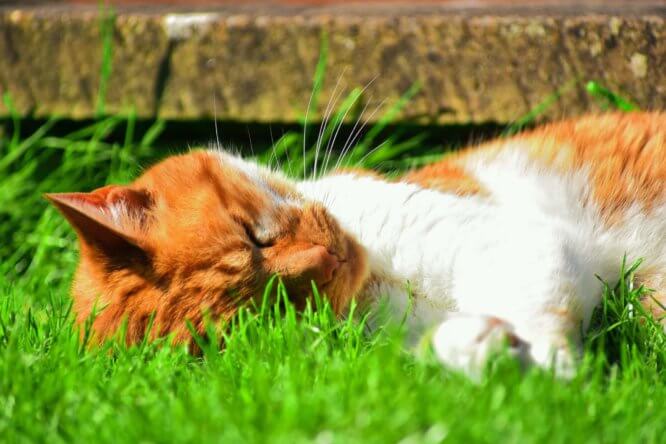 Why Do Cats Eat Grass?
