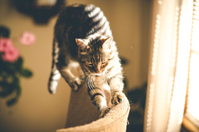cat_jumping_on_sofa.jpeg
