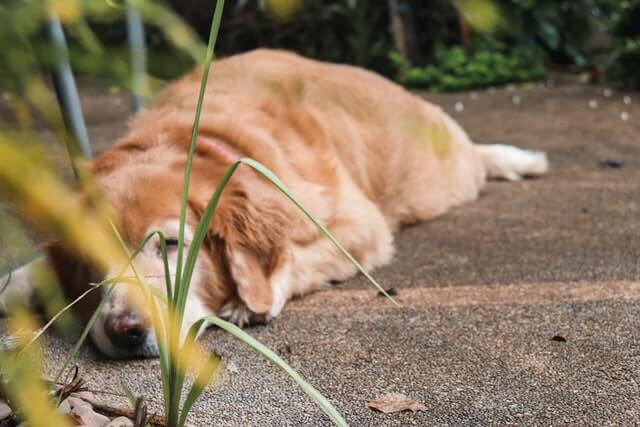 old_golden_retriever_sleeping.jpeg