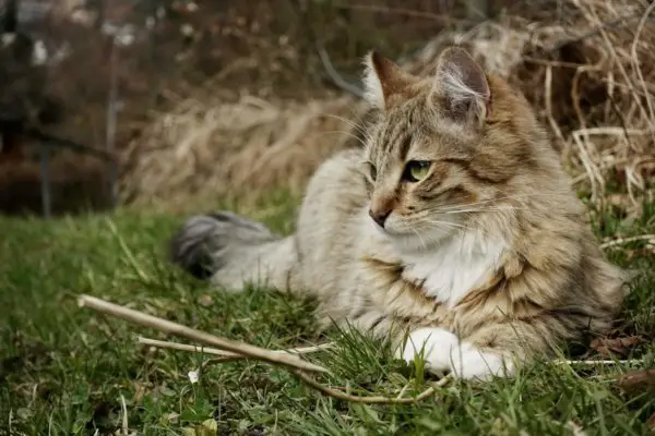 cat_enjoying_on_grass.jpeg