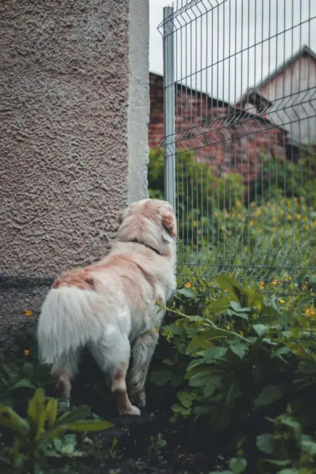 dog_standing_near_metal_fence.jpeg