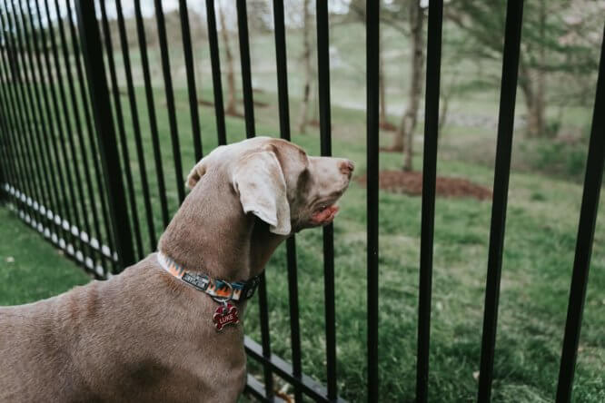 metal_dog_fence.jpeg