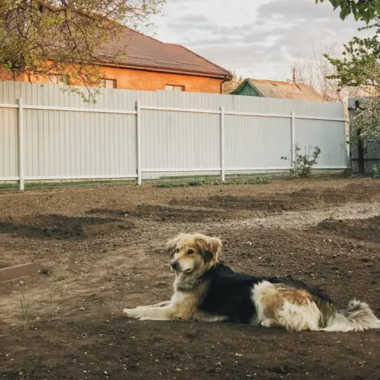 dog_laying_in_yard.jpeg