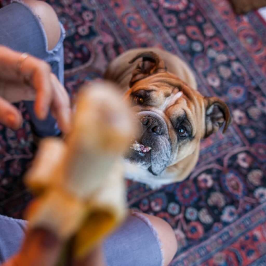 bulldog_eating_bananas.jpeg