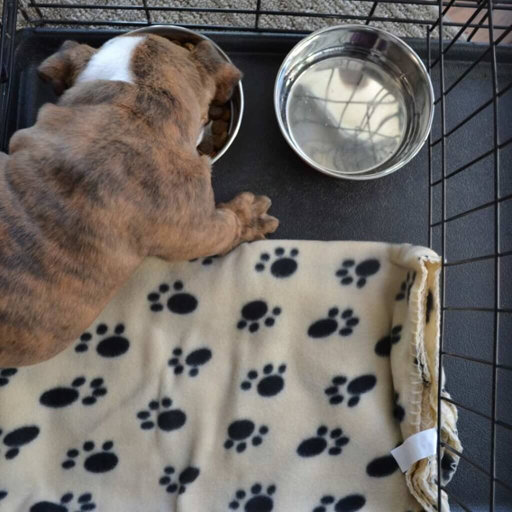 Should I Feed My Dog Once A Day Should I Feed My Dog Once A Day