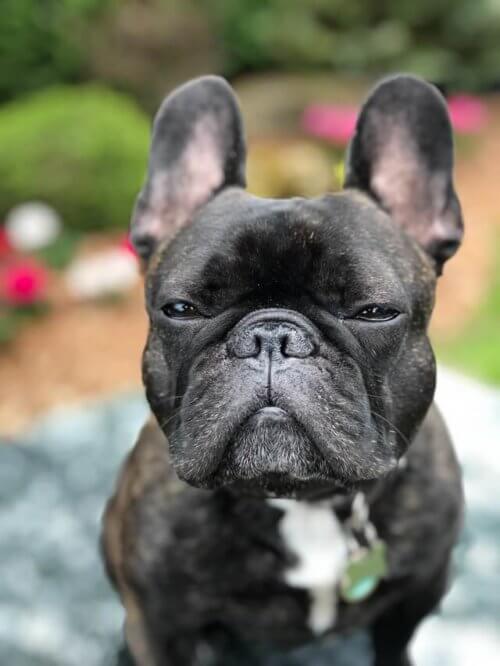 black_french_bulldog.jpeg