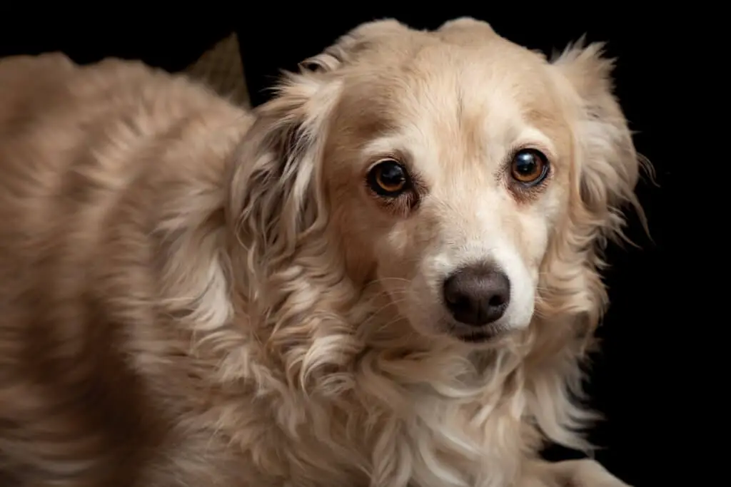 confused_dog.jpeg