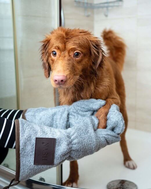 wet_dog_under_shower.jpeg