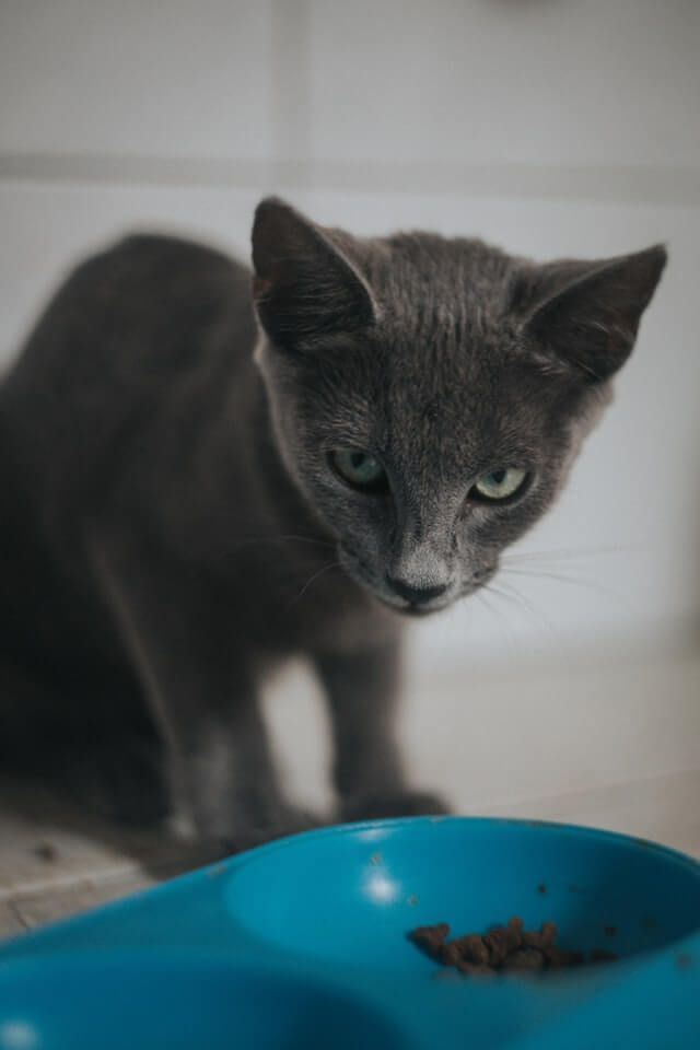 cat_eating_from_plastic_bowl.jpeg