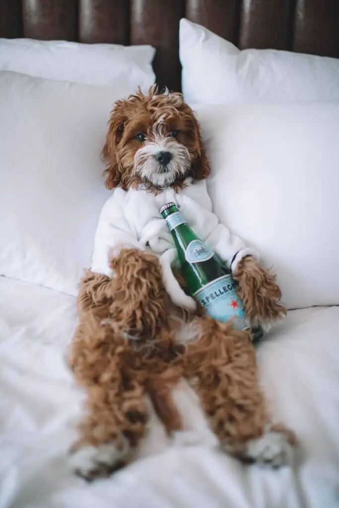 dog_with_alcohol_bottle.jpeg