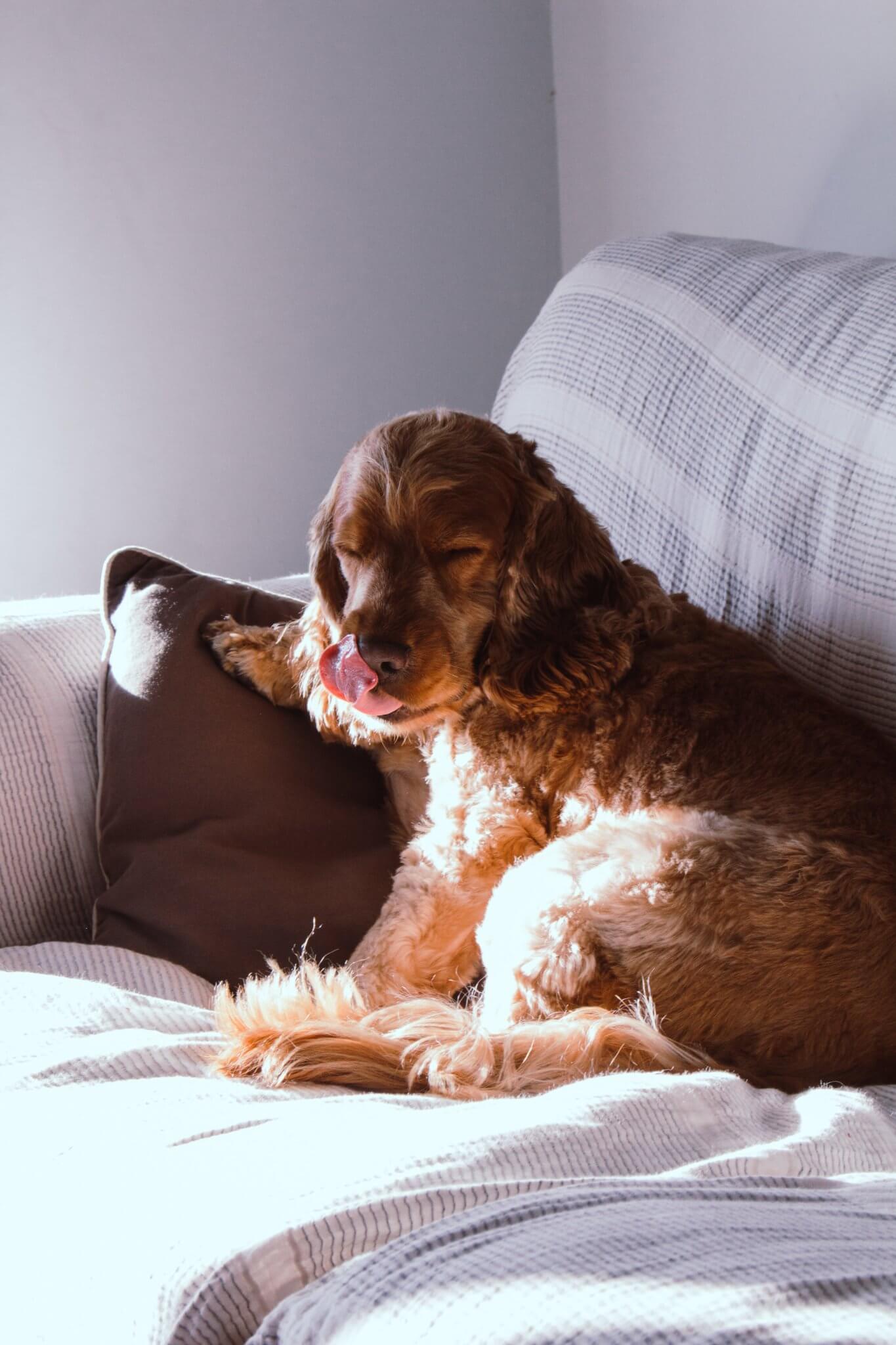 Can Dogs Get Drunk from Beer, Wine and Other Types of Alcohol?