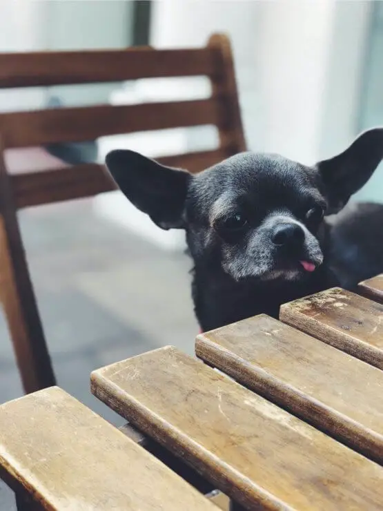 small_dog_waiting_for_food.jpeg