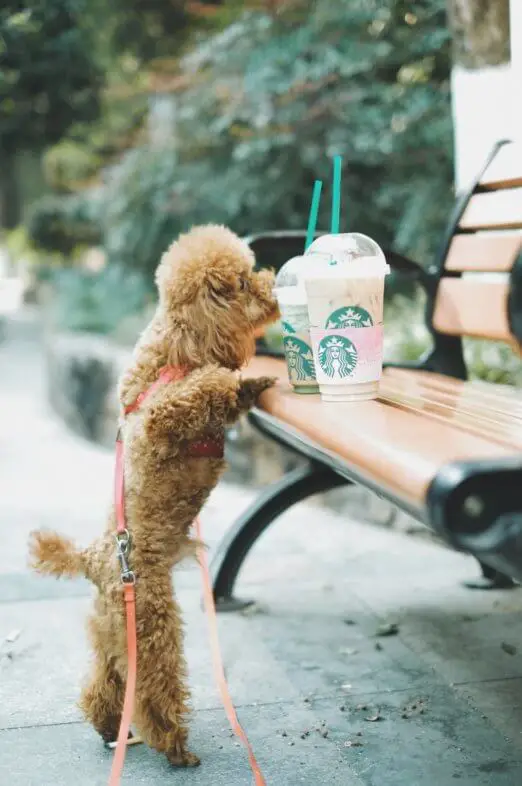 poodle_and_coffee.jpeg