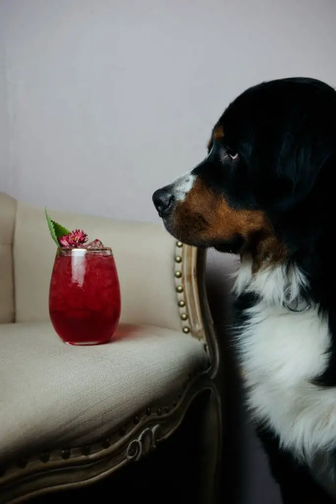 dog_looking_at_cocktail.jpeg
