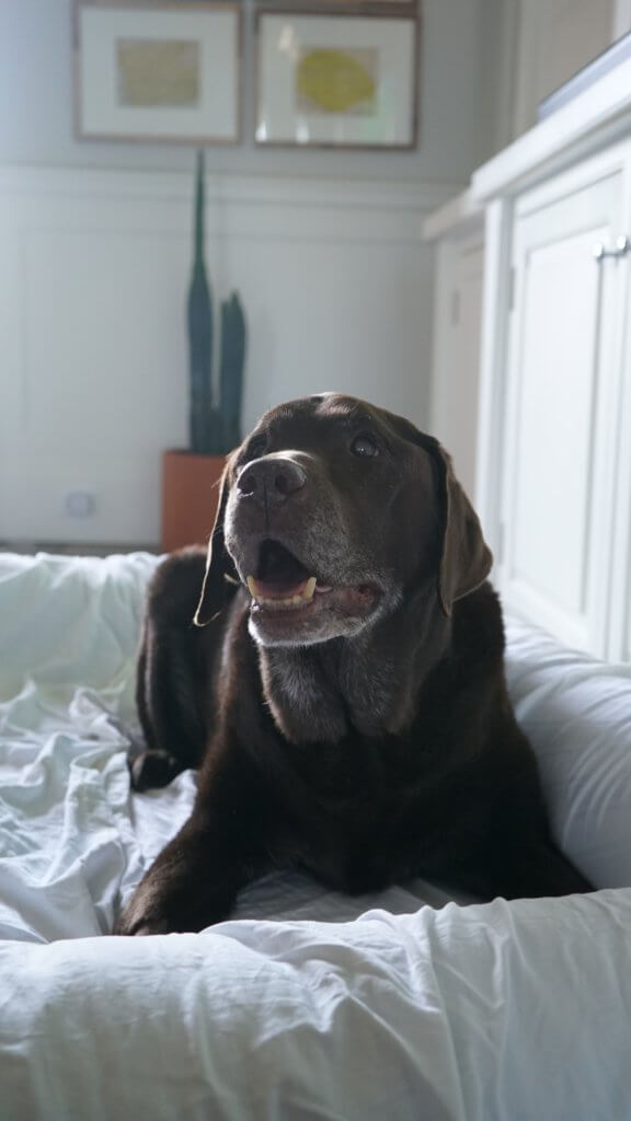 dog_with_Hypothyroidism.jpeg