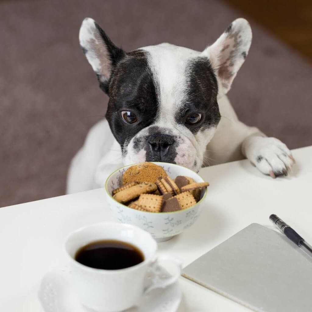 are ritz crackers ok for dogs