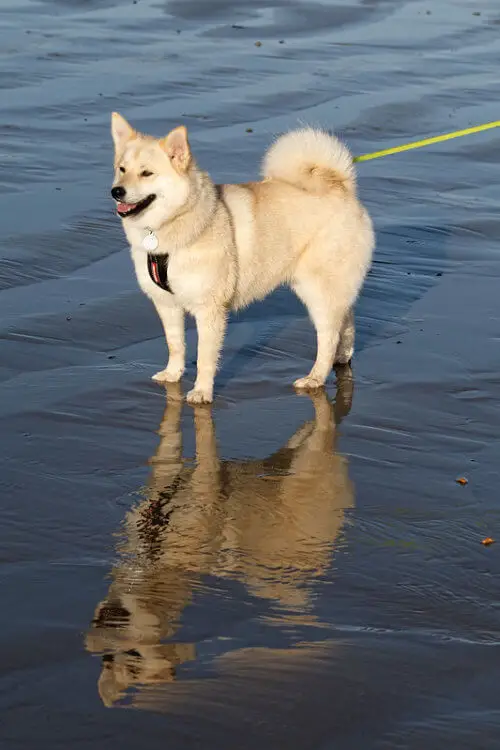 pomsky_dog_on_beach.jpeg