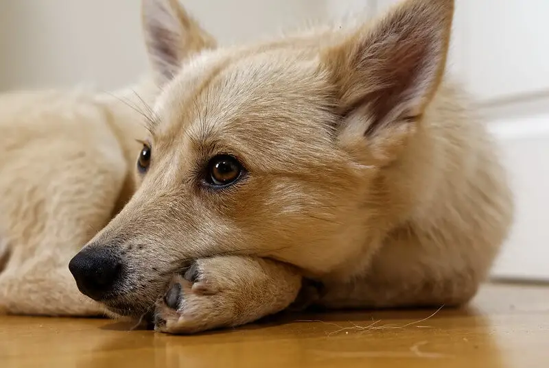 pomsky_dog_beside_kids.jpeg