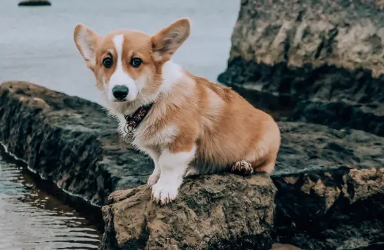 Corgi_without_tail.jpeg